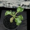 Dorstenia gypsophila 石膏琉桑 Moraceae 桑科 Dorstenia 琉桑屬 - Image 7