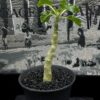Dorstenia gypsophila 石膏琉桑 Moraceae 桑科 Dorstenia 琉桑屬 - Image 6