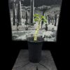Dorstenia gypsophila 石膏琉桑 Moraceae 桑科 Dorstenia 琉桑屬 - Image 5