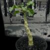 Dorstenia gypsophila 石膏琉桑 Moraceae 桑科 Dorstenia 琉桑屬 - Image 4