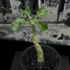 Dorstenia gypsophila 石膏琉桑 Moraceae 桑科 Dorstenia 琉桑屬 - Image 3