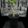 Dorstenia gypsophila 石膏琉桑 Moraceae 桑科 Dorstenia 琉桑屬 - Image 2