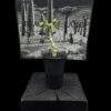 Dorstenia gypsophila 石膏琉桑 Moraceae 桑科 Dorstenia 琉桑屬