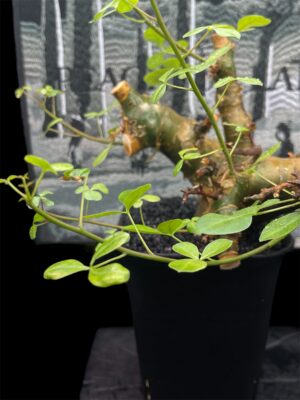 Commiphora namibensis 納米比亞沒藥 納米比亞橄欖 - Image 2