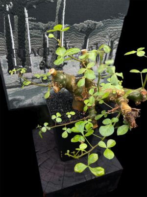 Commiphora namibensis 納米比亞沒藥 納米比亞橄欖 - Image 4