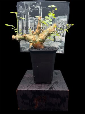 Commiphora namibensis 納米比亞沒藥 納米比亞橄欖 - Image 7