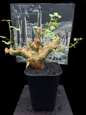 Commiphora namibensis 納米比亞沒藥 納米比亞橄欖 - Image 8