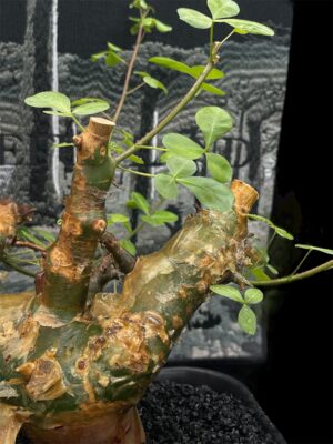 Commiphora namibensis 納米比亞沒藥 納米比亞橄欖 - Image 9