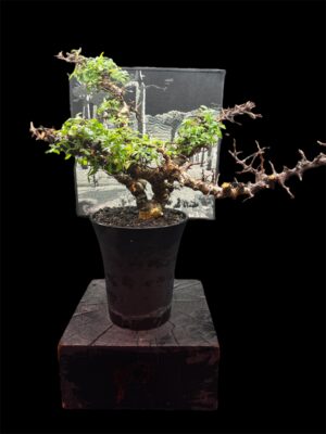 Commiphora sp. Eyl (Somanlia) 念珠橄欖 念珠沒藥