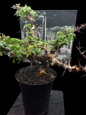 Commiphora sp. Eyl (Somanlia) 念珠橄欖 念珠沒藥 - Image 2