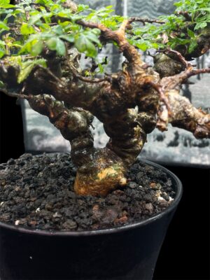 Commiphora sp. Eyl (Somanlia) 念珠橄欖 念珠沒藥 - Image 3