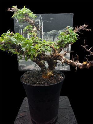 Commiphora sp. Eyl (Somanlia) 念珠橄欖 念珠沒藥 - Image 4