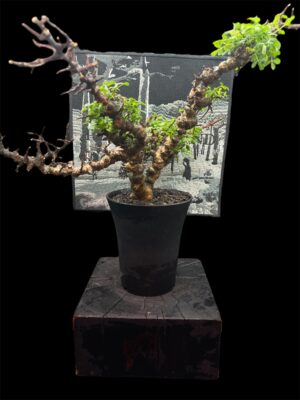 Commiphora sp. Eyl (Somanlia) 念珠橄欖 念珠沒藥 - Image 5