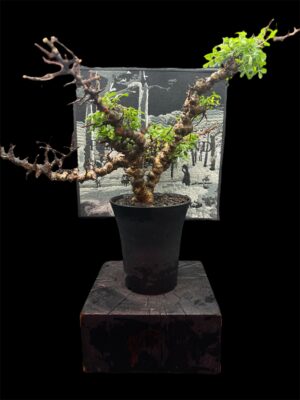 Commiphora sp. Eyl (Somanlia) 念珠橄欖 念珠沒藥 - Image 8