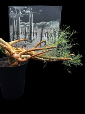 Commiphora kraeuseliana 針葉沒藥 針藥橄欖 - Image 3