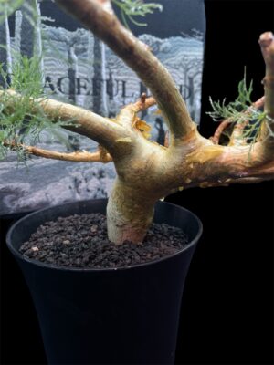 Commiphora kraeuseliana 針葉沒藥 針藥橄欖 - Image 4