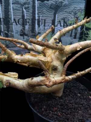 Commiphora kraeuseliana 針葉沒藥 針藥橄欖 - Image 8