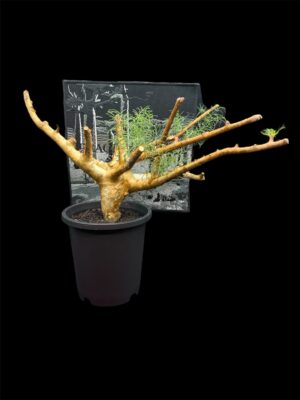 Commiphora kraeuseliana 針葉沒藥 針藥橄欖