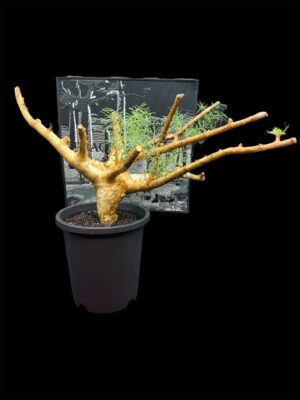 Commiphora kraeuseliana 針葉沒藥 針藥橄欖 - Image 2