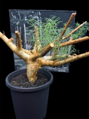 Commiphora kraeuseliana 針葉沒藥 針藥橄欖 - Image 3