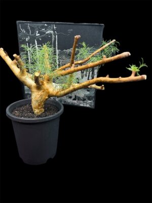 Commiphora kraeuseliana 針葉沒藥 針藥橄欖 - Image 4