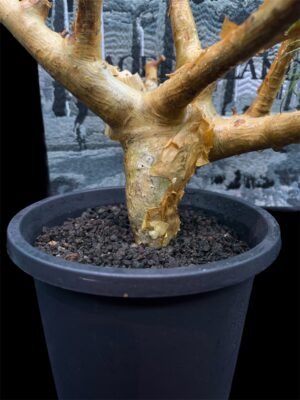 Commiphora kraeuseliana 針葉沒藥 針藥橄欖 - Image 6