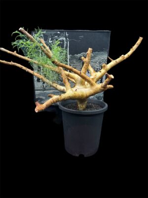 Commiphora kraeuseliana 針葉沒藥 針藥橄欖 - Image 7