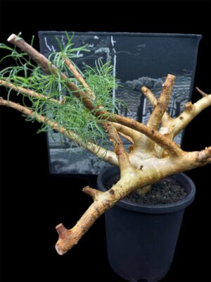 Commiphora kraeuseliana 針葉沒藥 針藥橄欖 - Image 8