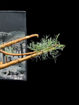 Commiphora kraeuseliana 針葉沒藥 針藥橄欖 - Image 3