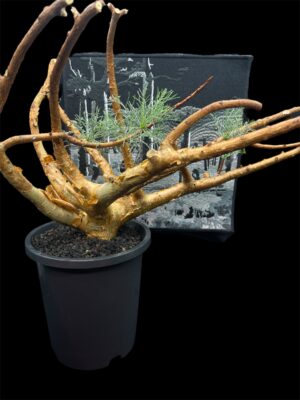 Commiphora kraeuseliana 針葉沒藥 針藥橄欖 - Image 4