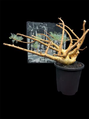 Commiphora kraeuseliana 針葉沒藥 針藥橄欖 - Image 7