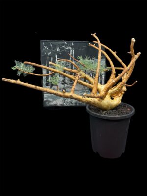 Commiphora kraeuseliana 針葉沒藥 針藥橄欖 - Image 8