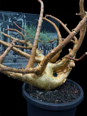 Commiphora kraeuseliana 針葉沒藥 針藥橄欖 - Image 9