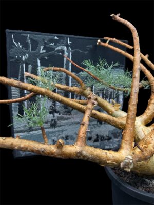 Commiphora kraeuseliana 針葉沒藥 針藥橄欖 - Image 10