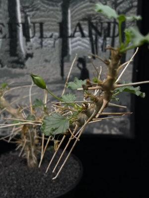 Sarcocaulon/Monsonia mossamedense(rare) 莫斯龍骨葵 *極珍稀 - Image 3